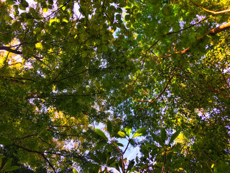 Sunlight through leaves on the top tree. Sunshine reflect on green and yellow leaf.