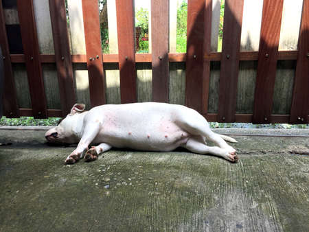 White fat American bully sleep on the cement floor beside wooden fence.の写真素材