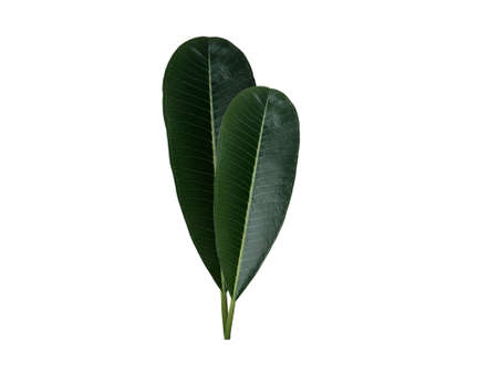 Green frangipani or plumeria leaf set isolated on white background.