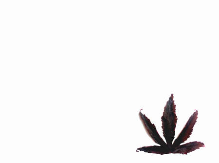 dark red/scarlet withered leaf at corner isolated on white background. nature autumn leaves