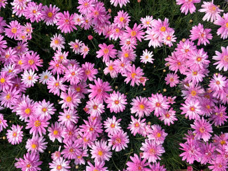 Pink marguerite daisy flower blooming with front view in the bouquet.の写真素材