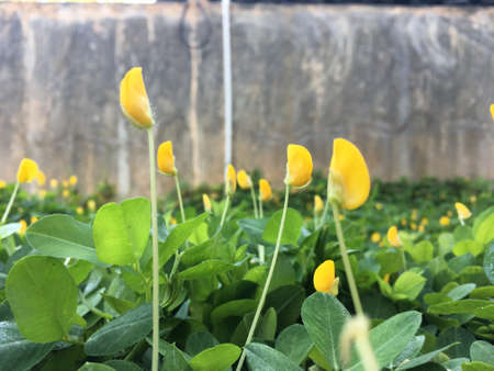 Pinto peanut (Arachis pintoi) small yellow flower bud on green leaves background