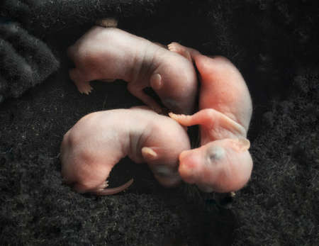 three newborn rats on black nest. Light pink softness skin.
