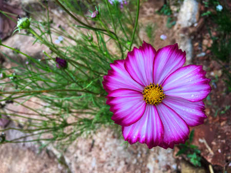 Pink mix white cosmos flowers blooming with raindrop in rainy seasonの写真素材