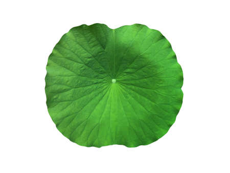 Fresh big green lotus leaf isolated on white background.