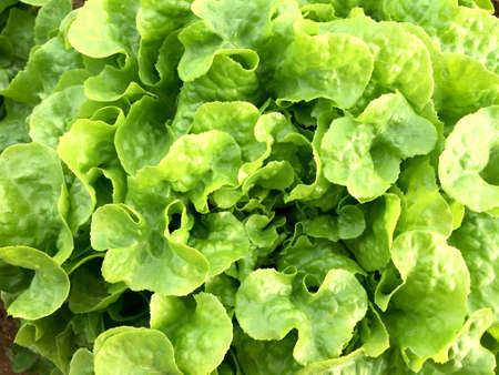 Fresh green oak lettuce plant on soil in the garden. Organic vegetable for healthy food.の写真素材