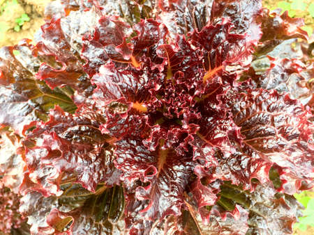 Fresh Red oak lettuce plant on soil in the garden. Organic vegetable for healthy food.の写真素材