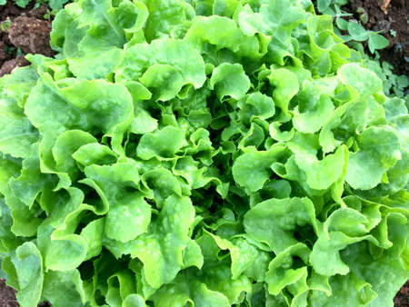 Fresh green oak lettuce plant on soil in the garden. Organic vegetable for healthy food.の写真素材