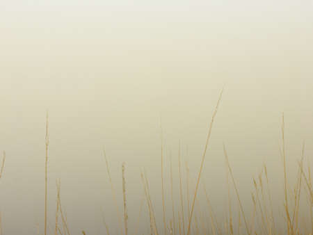 Dry grass in front of thick mist on the mountain in winter season.の写真素材