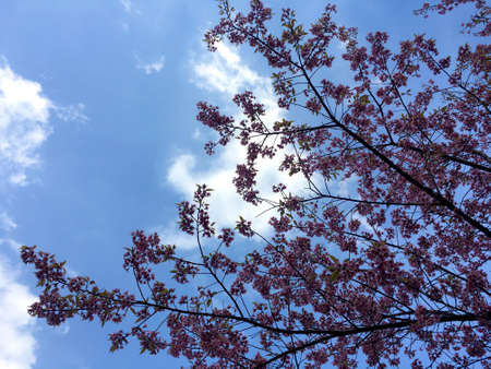 à¸ºBeautiful cherry blossom, Prunus cerasoides in Thailand, bright pink flowers of Sakura on blue sky backgroundの写真素材