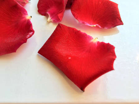 Red rose petal with rain drop falling from blossom and sprinkle on the floor isolated on white backgroundの写真素材