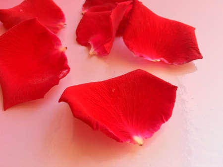 Red rose petal with rain drop falling from blossom  and sprinkle on the floor isolated on white background with soft red gradient.の写真素材