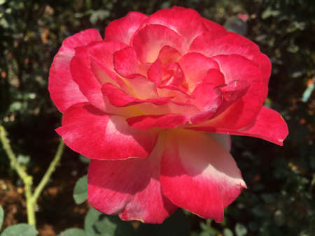 Red rose flower blooming in the garden in rainy season.の写真素材