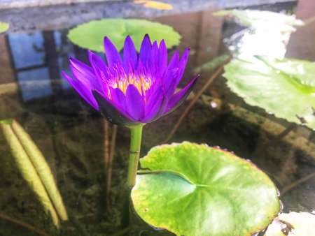 Fresh Violet lotus flower with yellow pollen is blooming in the pondの写真素材