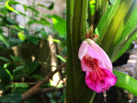 Fresh Pink galanga flower is blooming on sprout in the gardenの写真素材