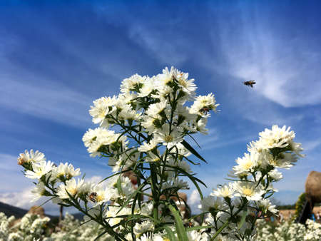 White cutter flower/aster ericoides flower with flying bee in the garden under beautify blue sky