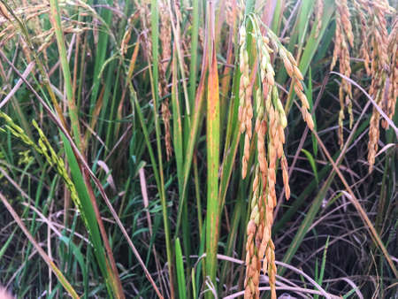 Golden paddy in rice field. Fresh paddy is growing up. Real nature of countryside in the evening.