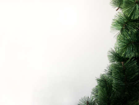 Green pine leaves for Christmas tree isolated on white background with copy space.の写真素材