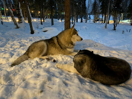 Smart couple Siberian husky dog sitting on snow in winter forest.の写真素材