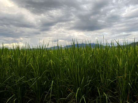 Green paddy in rice field with lighting of sunset. Real nature of countryside in the evening.の写真素材