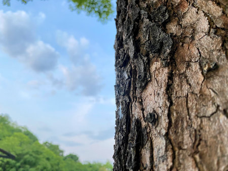 Dark green moss and emboss tree texture background in front of cloudy sky.の写真素材