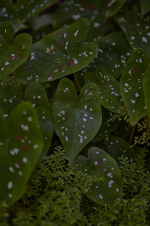 Plant leaves background in the forest
