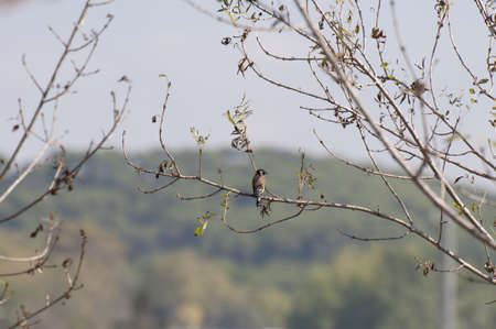 goldfinch perched on a tree