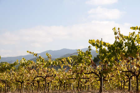vineyards where the grapes collectedの写真素材