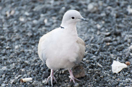 tortola very nice with the neck ring that characterizesの写真素材