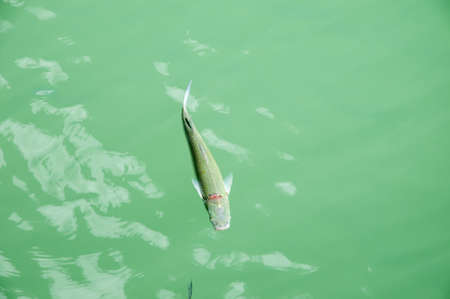 fish swimming at a beach in Lanzarote where the water is crystal clear that thisの写真素材