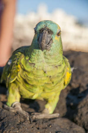 colorful parrots perched on a rock by the seaの写真素材
