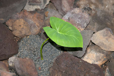 green leaf growing in a caveの写真素材