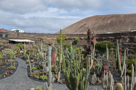 Cactus Garden Lanzarote you can visit to see more than 500 species of cactusのeditorial素材