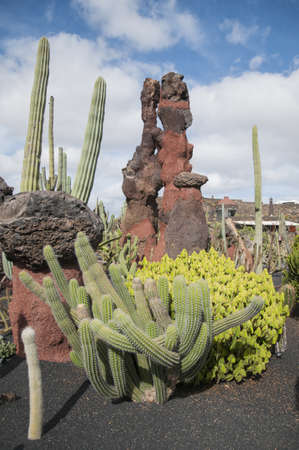 Cactus Garden Lanzarote you can visit to see more than 500 species of cactusのeditorial素材