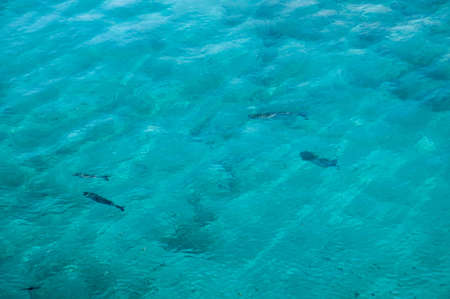 fish in the sea eating bread togetherの写真素材