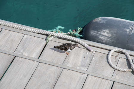 bird watching in the spring have eatingの写真素材