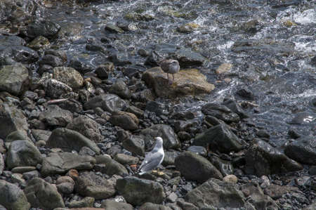 seagull with fish freshly preyの写真素材