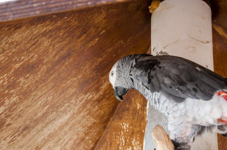 parrot quiet place in the innkeeperの写真素材