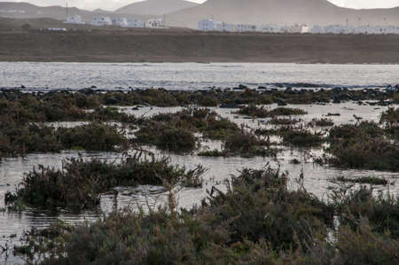 birds flying on the beach of Lanzarote
