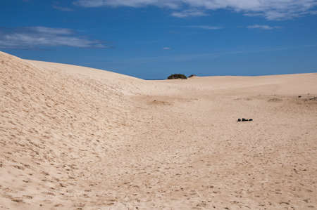 Fuerteventura dunes which shows that it's like being in a desertの写真素材