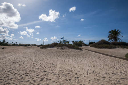 desert landscape where there are some plants and blue skyのeditorial素材