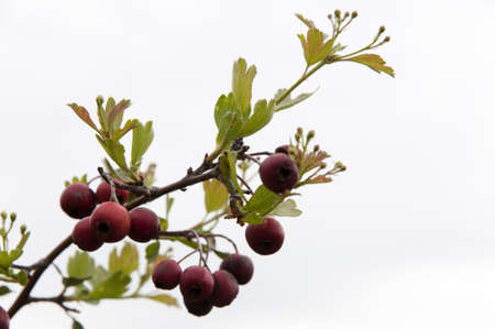 fruits of the plant I found in the woodsの写真素材