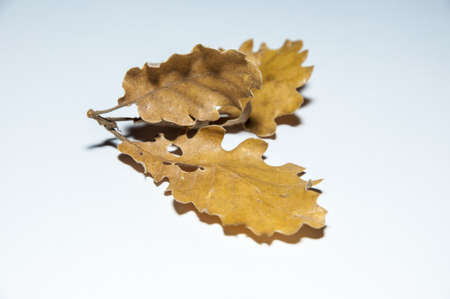 leaves of different colors and shapesの写真素材