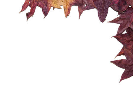 leaves of different colors and shapesの写真素材