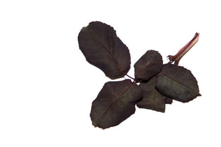 leaves of different colors and shapesの写真素材