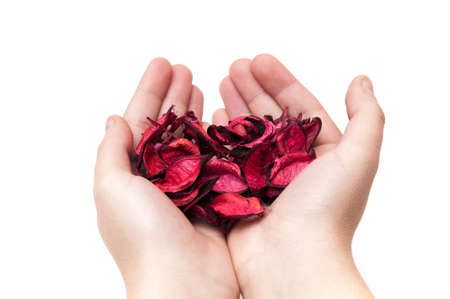 right hand, palm open full of rose petalsの写真素材