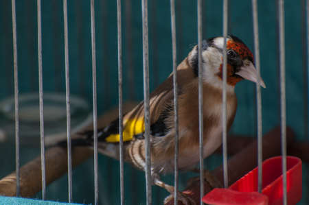 goldfinch perched on the cage and staring at meの写真素材