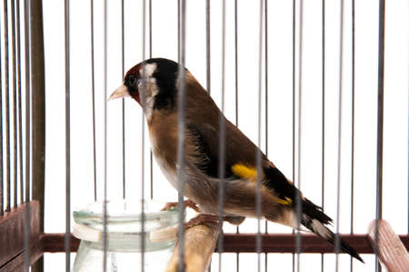 goldfinch in a cage and staring at me sitting on a white backgroundの写真素材