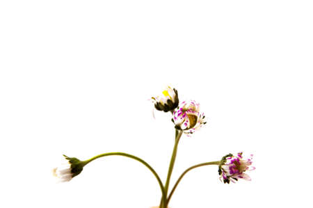 flowers of various colors on a white backgroundの写真素材