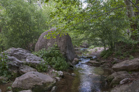 forest river where nature is observedの写真素材